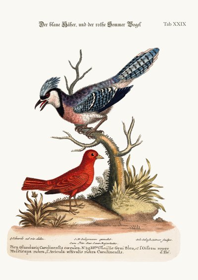 The Blue Jay, and the Summer Red-Bird, 1749-73 by George Edwards